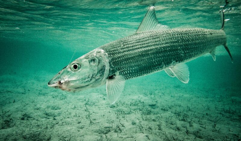 Catch and Release Fishing in Florida: What Species Can You Keep? 4 Bonefish